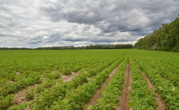  Incluso filas de patatas plantadas