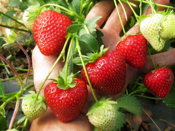  Rassembler la reine des fraises