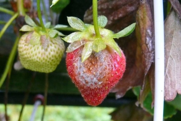  Pourriture noire sur les fraises