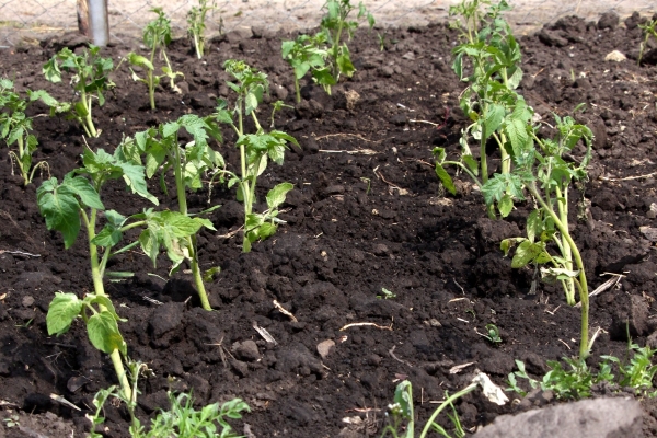  Las semillas se siembran en contenedores en marzo, y en mayo, las plantas de semillero se plantan en terreno abierto.