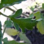  Los áfidos temen el olor a tabaco, saúco, infusión de manzanilla o infusión de ajo