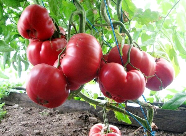  Tomate de miel rosa