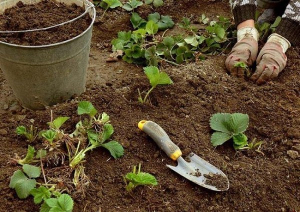  Terre pour la plantation des fraises