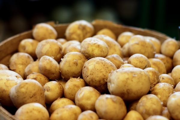  Sante se réfère aux variétés moyennes précoces, la période de maturation est de 80 à 90 jours