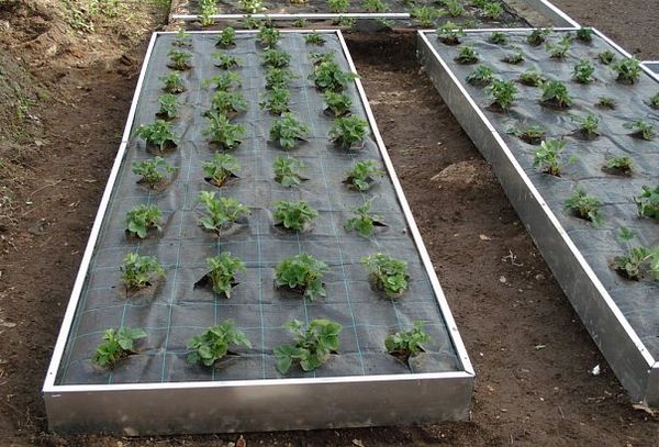  Las variedades tardías se plantan a una distancia de 20-30 cm entre sí.