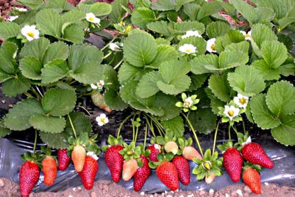  La fresa de reparación es capaz de dar frutos durante todo el año.