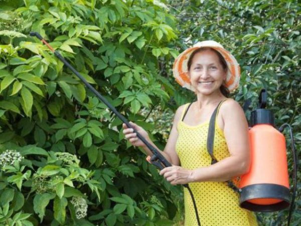  Pulverización de plantas de decocción de cáscara de cebolla.