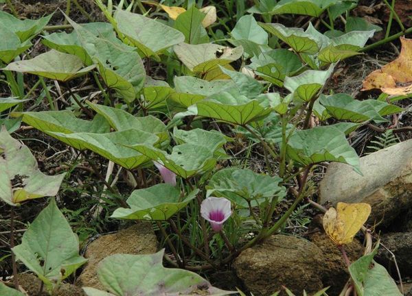  Ipomoea yam