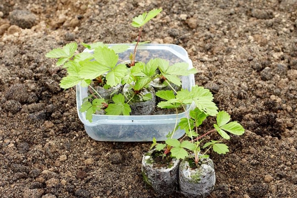  Il est possible de planter une terre au printemps, en été et en automne