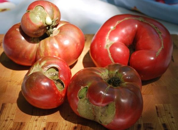  Enfermedades de los tomates y las plántulas.