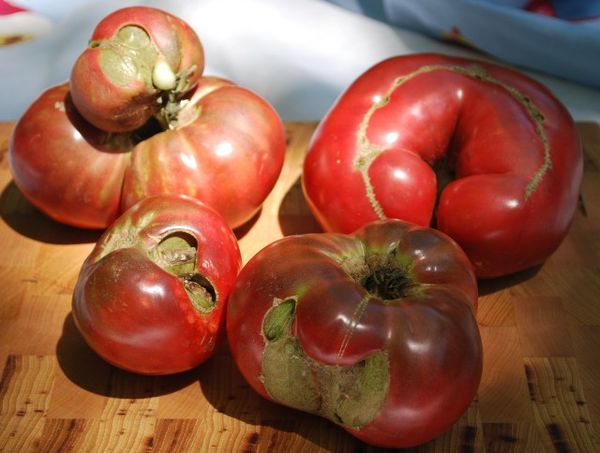  Enfermedades de los tomates y las plántulas.