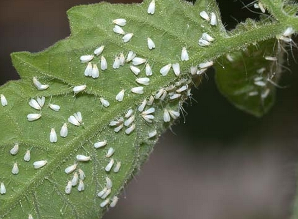  Mosca blanca