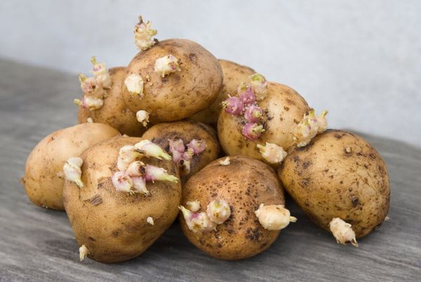  Avant la plantation, les tubercules sont mis à germer pendant 15 jours à la lumière