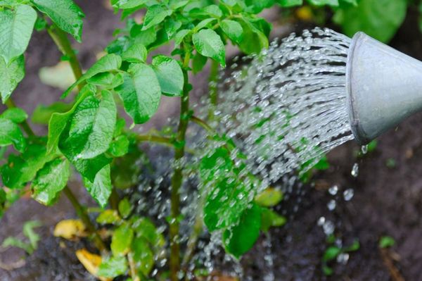  L'arrosage est requis 15 jours après la germination