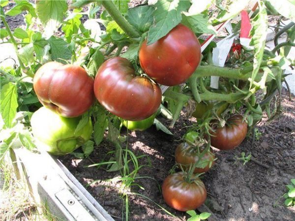  Los arbustos del Príncipe Negro son bastante altos, por lo que los tallos y los pinceles deben amarrarse para que los brotes no se rompan bajo el peso de los tomates.