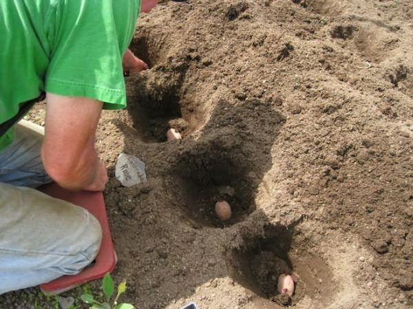  Pour planter des pommes de terre Impala, les zones précédemment utilisées pour la culture de légumineuses, de cultures d'hiver et d'herbes vivaces sont préférées.