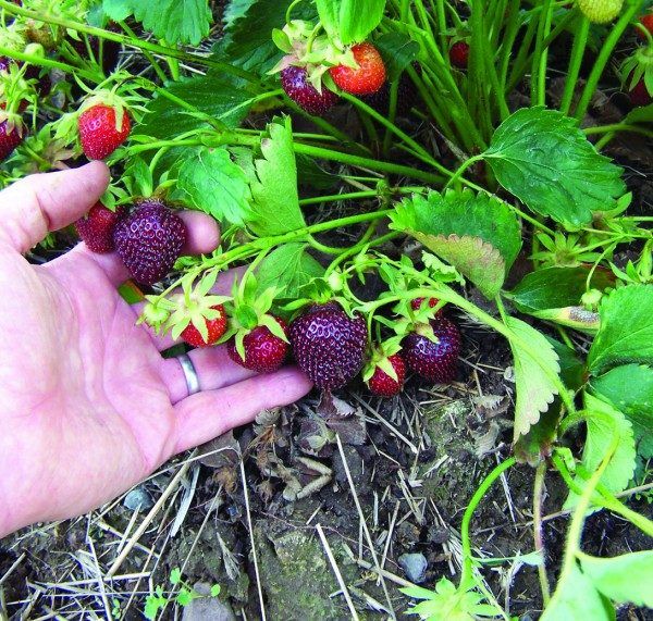  Variétés Black Prince Black surprend par son apparence inhabituelle