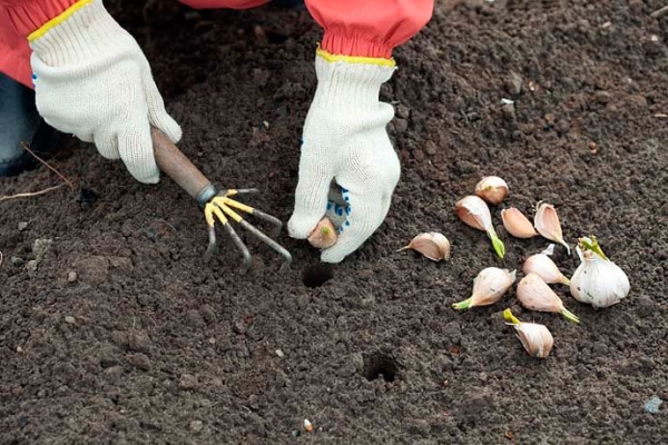  Plantación de ajo de verano en primavera, cuidado, cosecha y almacenamiento.