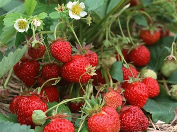  Guimauves à la fraise dans le jardin