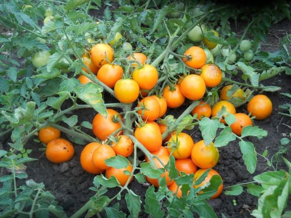  Variedad determinada de tomates.