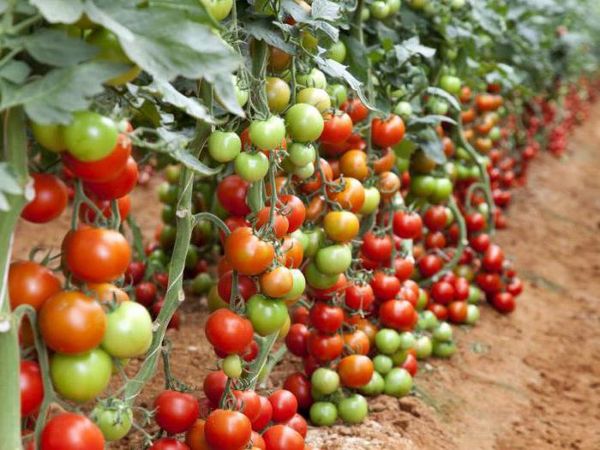  Variedad determinante de los tomates.