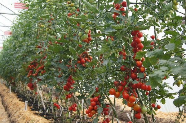  Los tomates indeterminados crecen en altura.