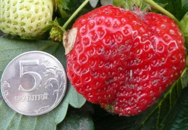  El peso de la fruta de Elizabeth puede alcanzar los 100 gramos.