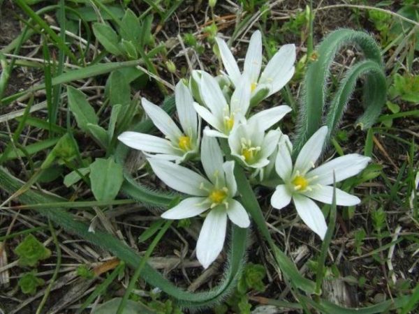  Fleur d'oignon indien