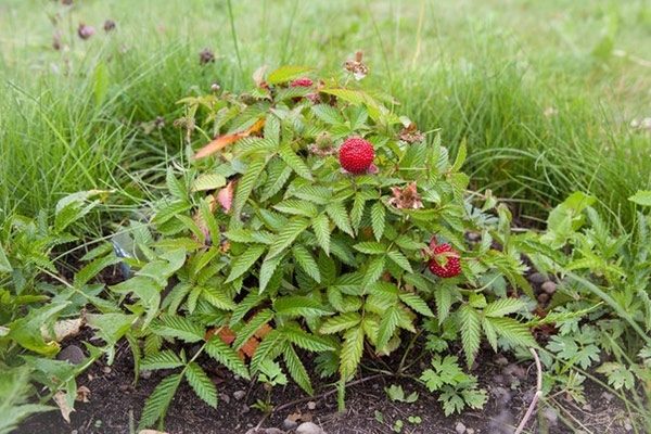  Hybride de fraise et framboise