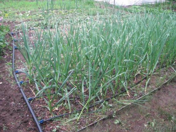  Bamberger oignons dans le jardin