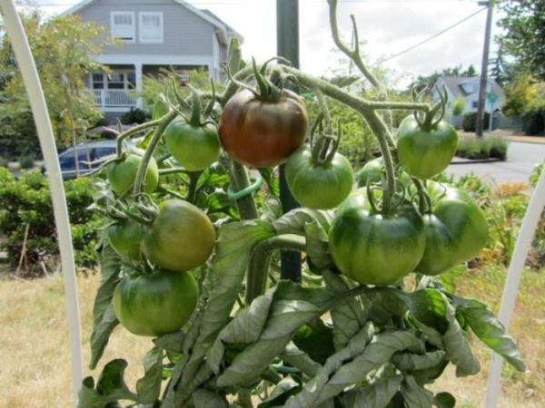  No debemos permitir que la tierra se seque alrededor del sistema de raíces de un tomate, por lo tanto, el riego debe ser oportuno y regular