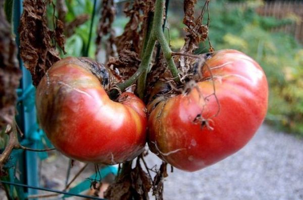  Phytophthora en tomates