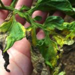  Phytophthora en las hojas