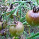  Daño a los frutos de los tomates.