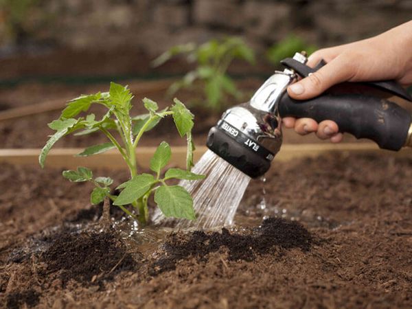  Para prevenir la aparición de phytophthora, se debe regar un tomate solo en la raíz.