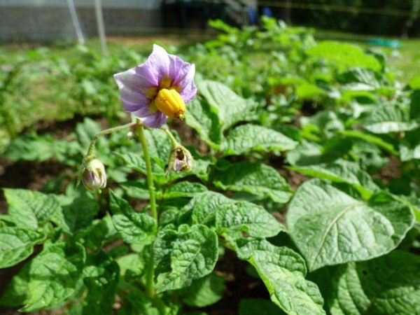  Manifeste de fleurs de pomme de terre