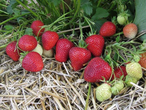  Fraise Florence