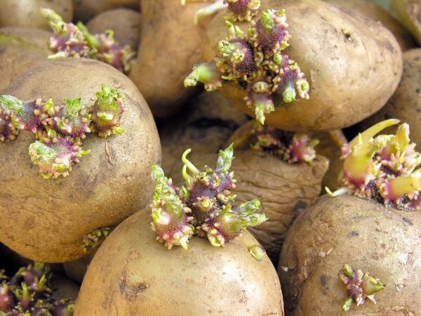  Pour une bonne récolte, choisissez des tubercules variétaux dont le poids ne varie pas entre 35 et 85 g.