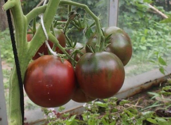  Tomate Príncipe Negro