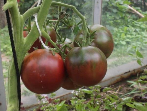  Tomate Príncipe Negro