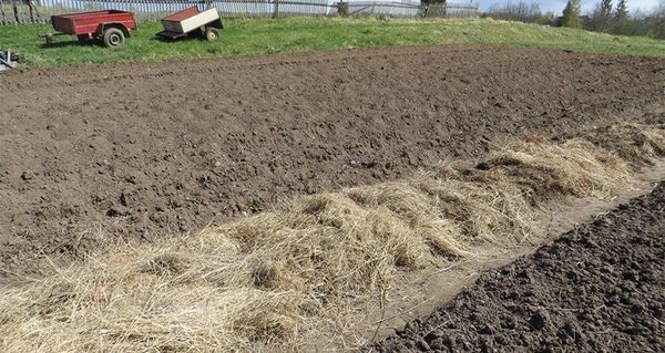  Planter dans la paille avec la technologie Kizima