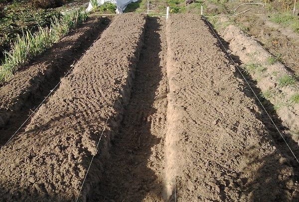  Lits pour planter des pommes de terre Colombo