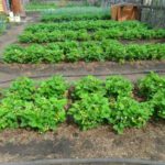  Et vous pouvez planter dans le sol, mais vous devrez enlever les mauvaises herbes plus souvent