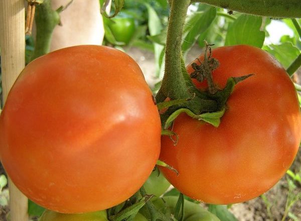  Variedad de tomates caqui