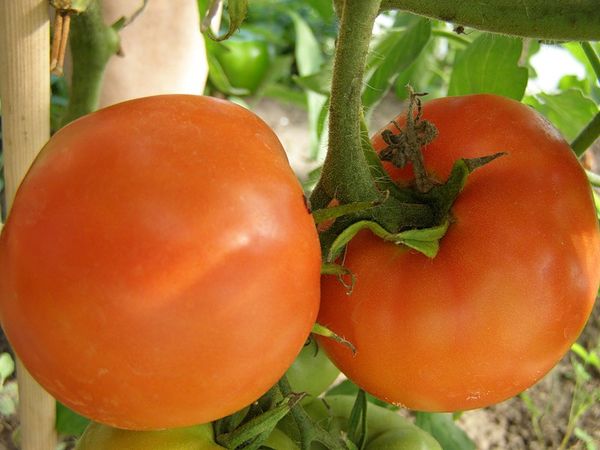  Variedad de tomates caqui