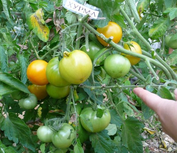  Los primeros frutos se pueden recoger a principios de julio.