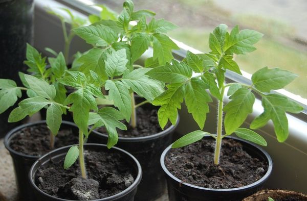  El caqui de plántulas de tomate se cultiva a principios de marzo