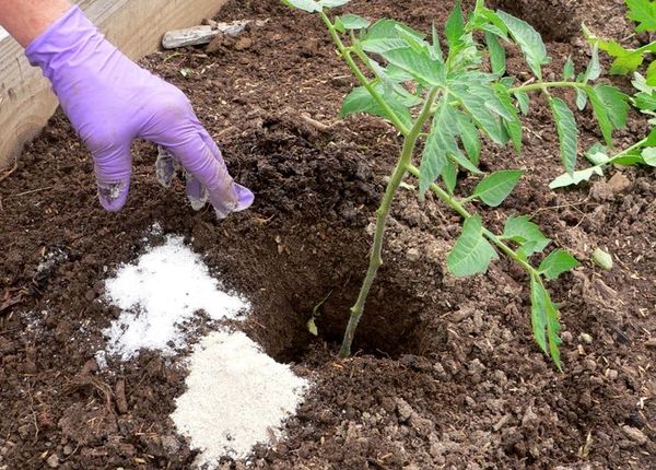  Los fertilizantes deben aplicarse solo después del riego.