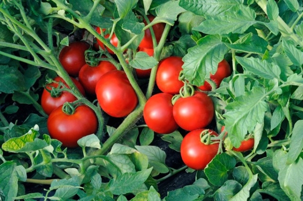  Hoy en día, los botánicos llevan un tomate al género Solanum.