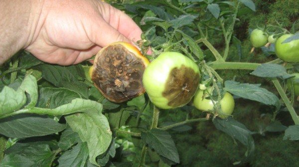  Phytophthora en tomates